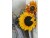 Bild 3 ABC Motivkarte Sonnenblumen A6, 6 Stück, Papierformat: A6