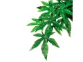 Exo Terra Regenwaldpflanze Abuliton, M, Produkttyp Terraristik