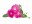 Image 0 Click and Grow Saatgut Pinke Petunie 3er-Pack, Bio: Nein, Blütenfarbe