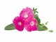 Click and Grow Saatgut Pinke Petunie 3er-Pack, Bio: Nein, Blütenfarbe