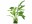 SuperFish Kunstpflanze Cryptocoryne, 40 cm, Einrichtung: Kunstpflanzen, Material: Kunststoff