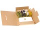 Anjel Trockenblumen in Kartonbox Gelb/Blau, Produkttyp