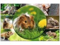 HERMA Schreibunterlage Nagetiere 55 x 35 cm, Kalender