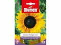 Blumen Saatgut Sonnenblume Twilight Zone, Bio: Nein, Blütenfarbe