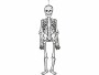 Creativ Company Halloweenfigur Papierdeko Skelett 120 cm, 300g