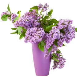Lilac - Flieder