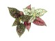 Click and Grow Saatgut Tupfenpflanze, Bio: Nein, Blütenfarbe: Rot, Grün
