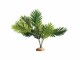 Hobby Terraristik Regenwaldpflanze Palm, 60 x 40 x 55 cm