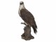 Vivid Arts Dekofigur Fischadler 39.5 cm, Grau, Bewusste Eigenschaften
