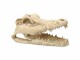 Repti Planet Dekoschädel Krokodil, Produkttyp Terraristik: Versteck