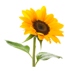 Sunflower / Sonnenblume