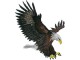 Mono-Quick Aufbügelbild Adler 1 Stück, Breite: 6.5 cm, Länge