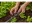 Image 4 Gardena Sprühdüse 360° Micro-Drip-System, Bewässerungsart