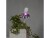 Bild 2 Star Trading Leuchtmittel LED Pflanzen GU10, 3.5 W, 42 lm
