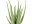 Bild 1 Botanic-Haus Kunstpflanze Aloe im Topf 38 cm, Produkttyp: Topfpflanze