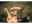 Bild 8 Kadastar Raclette-Pfännchen Explorer 6-teilig