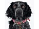 Dog with a mission Halsband Boho Rosa, XXL, 4 cm, Halsumfang: 55