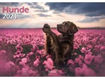 Literatur diverse Kalender Hunde 2024, Papierformat: A3, Produkttyp: Kalender