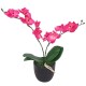vidaXL , Pflanzentyp: Orchidee, Blütenfarbe: Rot, Blütenmaterial