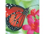 Paper + Design Papierservietten Spring Butterfly 33 cm x 33 cm