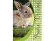 ABC Grusskarte Mini Frohe Ostern, Verpackungseinheit: 1