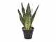 Botanic-Haus Kunstpflanze Sansevieria, 30 cm, Produkttyp: Topfpflanze