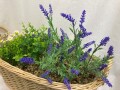 Dameco Kunstblume Lavendel und Kamille im Korb, 40 x