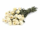 Anjel Trockenblumen in Kartonbox Helichrysum, Weiss, Produkttyp