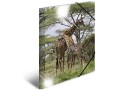 HERMA Gummibandmappe A3 Giraffe, Polypropylen, mit Innendruck