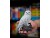 Bild 0 Noble Collection  Magische Tierwesen Figur Hedwig, Altersempfehlung ab