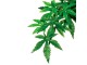 Exo Terra Regenwaldpflanze Abuliton, S, Produkttyp Terraristik