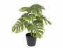 Botanic-Haus Kunstpflanze Monstera 40 cm, Produkttyp: Topfpflanze