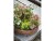 Image 2 Opiflor Pflanzentopf mit Harzoptik Braun/Terracotta, Nachhaltige