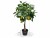Bild 1 Botanic-Haus Kunstpflanze Zitronenbaum, 70 cm, Produkttyp: Topfpflanze