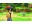 Bild 2 Nintendo Pokémon Leuchtende Perle, Für Plattform: Switch, Genre