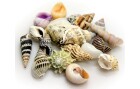 Hobby Aquaristik Dekoration Sea Shells Set, S, 20 Stück, Einrichtung