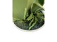 Botanic-Haus Kunstblume Phalenopsis im Topf, 4 Rispen, Weiss