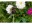 Image 6 Jardinopia Cane Companions Schmetterling auf Rose, Zubehörtyp