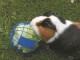 Nobby Snackball Futterball, Assortiert, Ø 10 cm, Tierart: Nager