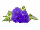 Click and Grow Saatgut Blaue Petunie 3er-Pack, Bio: Nein, Blütenfarbe