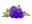 Image 0 Click and Grow Saatgut Blaue Petunie 3er-Pack, Bio: Nein, Blütenfarbe