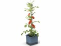 Gusta Garden Anzuchtset TOM TOMATO Starterset, Blau, Volumen: 19 l