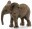 Neugeborene Elefantenbabys sind bereits 100 Kilogramm schwer und 90 Zentimeter gross. Nach einer halben Stunde können sie auf ihren eigenen Beinen stehen und mit der Herde mitlaufen.