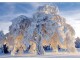 Natur Verlag Motivkarte Baum im Schneegewand 17.5 x 12.2 cm