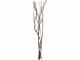 Star Trading Zweig Willow Dewdrop, 24 LEDs, 60 cm, Braun