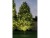 Bild 8 Paulmann Gartenspot Plug & Shine 38° 3000 K, schwenkbar
