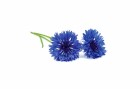 Click and Grow Saatgut Kornblume, Bio: Nein, Blütenfarbe: Mehrfarbig