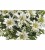 Bild 1 Botanic-Haus Kunstblume Edelweiss-Strauss 29 cm, Produkttyp