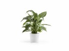 Ecopots Pflanzentopf Amsterdam 20, Weiss, Volumen: 4 l, Ausstattung