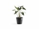 Ecopots Pflanzentopf Amsterdam 30, Dunkelgrau, Volumen: 12.8 l